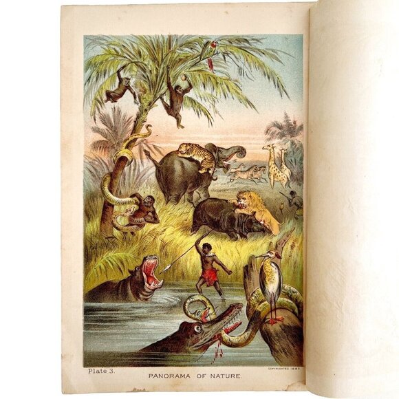 Panorama Of Nature Lithograph 1887 Victorian Animals Art Print Sea Land DWEE19 - Picture 2 of 3